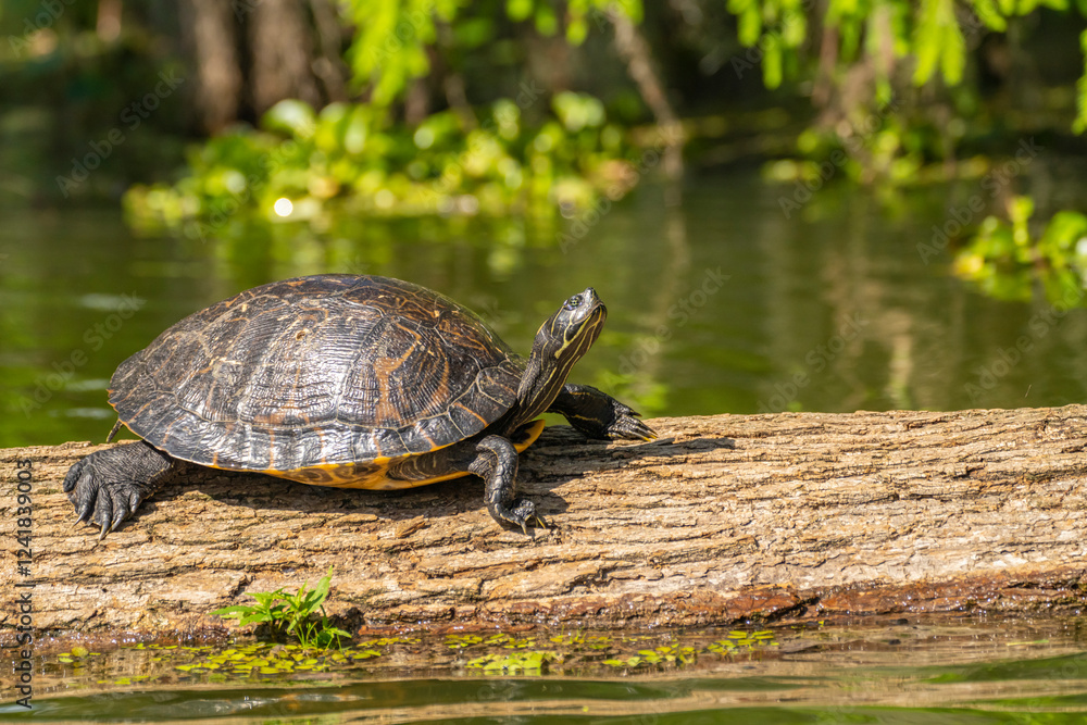 Fototapeta premium USA, Louisiana, Lake Martin. Red-eared turtle on log.