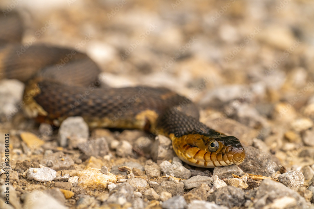USA, Louisiana, Tensas National Wildlife Refuge. Banded watersnake close-up.