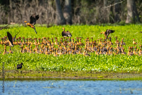 USA, Louisiana, Evangeline Parish. Fulvous whistling duck flock in grass. photo