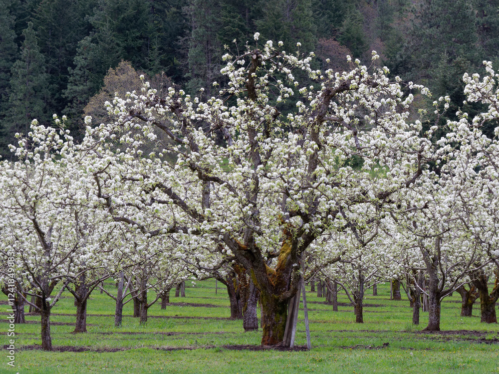 Orchard of fruit trees in full blossom in the spring. Orchard of fruit trees in full blossom in the spring.