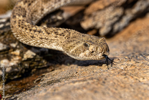 Western diamondback rattlesnake or Texas diamond-back, Rio Grande Valley, Texas photo