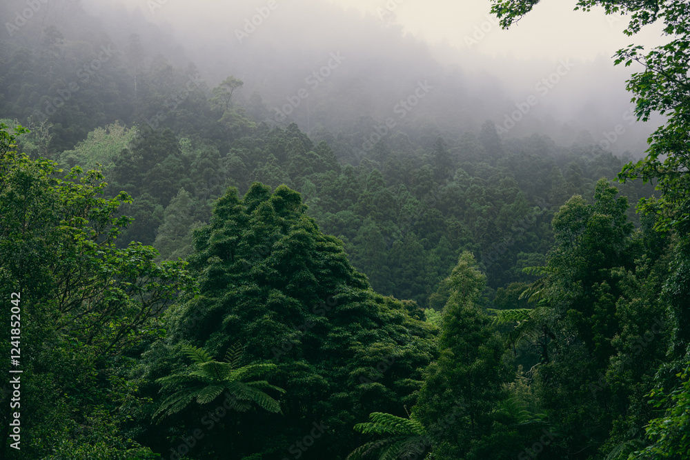Rain Forest in Azores Islands Rain Forest in Azores Islands
