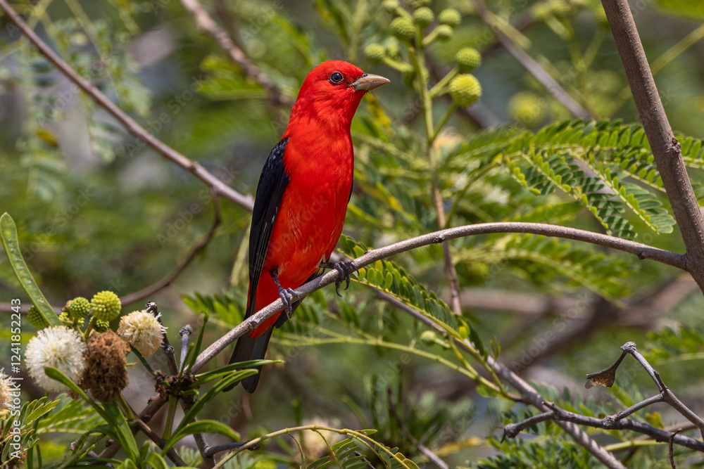 Fototapeta premium Male scarlet tanager, South Padre Island, Texas