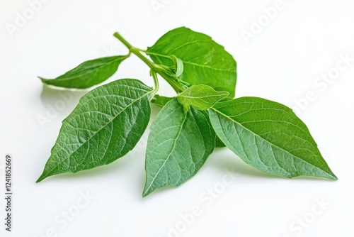 Vibrant Thai Lemon Basil Plant with Fresh Green Leaves: Nature's Flavorful Herb and Spice photo