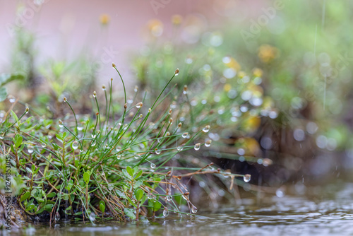 Raindrops on grass, Rio Grande Valley, Texas photo