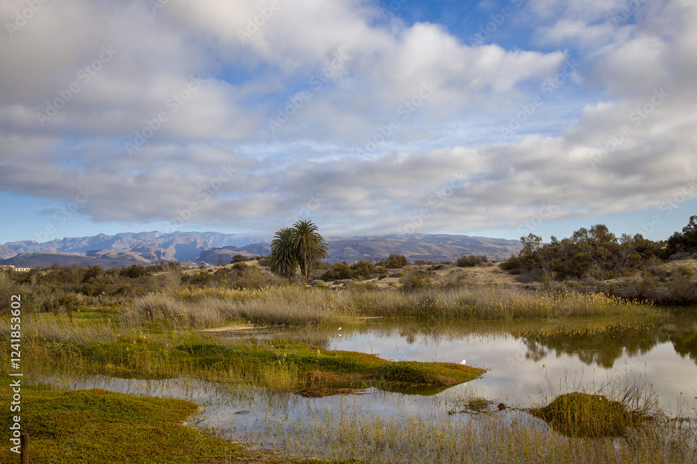 La Charca de Maspalomas - A Birdwatcher's Paradise in Gran Canaria
