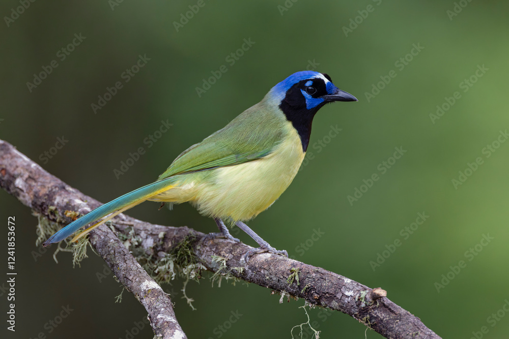 Green jay, Cyanocorax yncas, Rio Grande Valley, Texas Green jay, Cyanocorax yncas, Rio Grande Valley, Texas