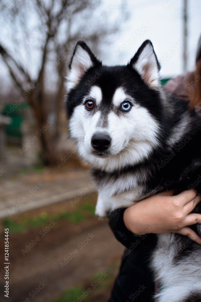 Husky dog. The dog has different eyes. The dog is held in the arms. Portrait. The dog has fluffy fur. The photo is blurred and vertical Husky dog. The dog has different eyes. The dog is held in the arms. Portrait. The dog has fluffy fur. The photo is blurred and vertical