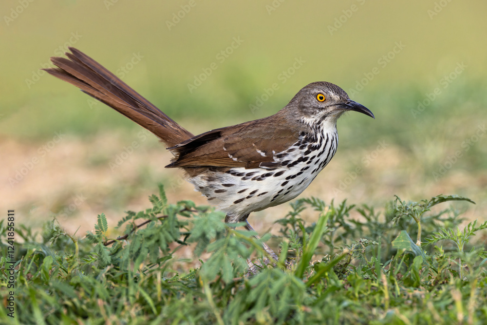 Long-billed thrasher, Rio Grande Valley, Texas Long-billed thrasher, Rio Grande Valley, Texas