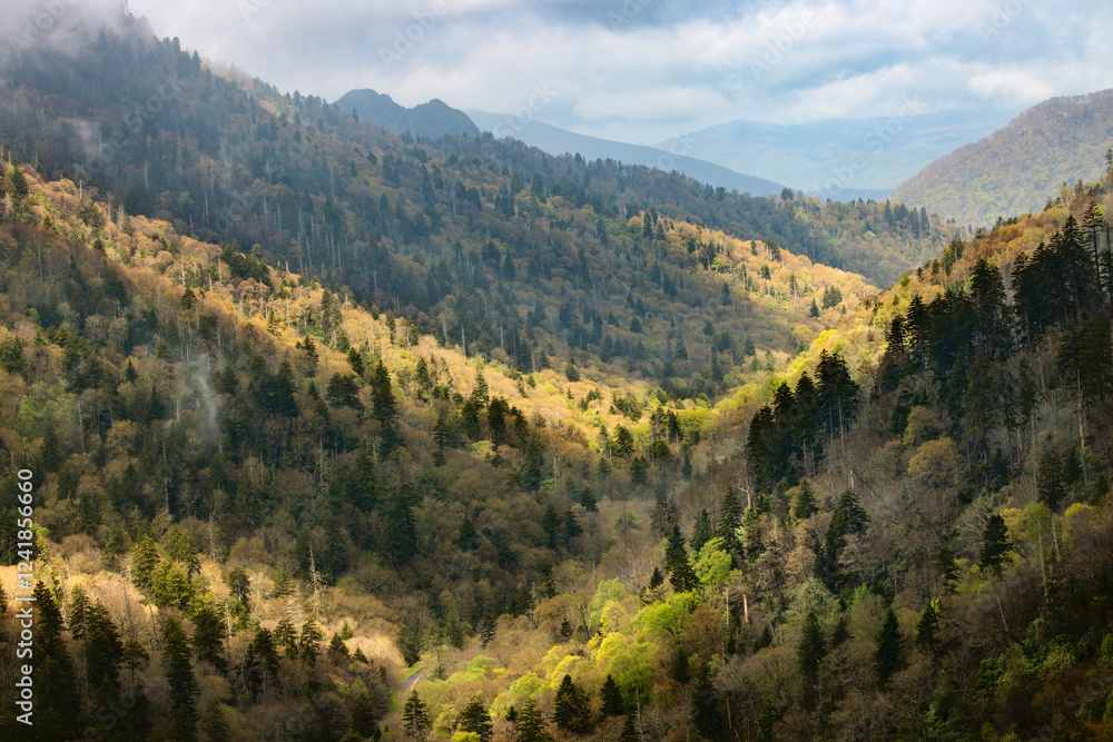 Fototapeta premium Deep valley in spring, Great Smoky Mountains National Park, Tennessee