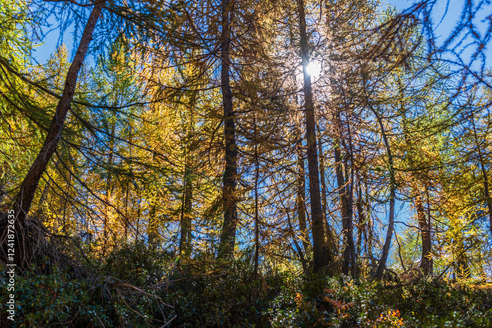 autumnal mountain landscape inside the Alpe Devero, Val D'Ossola, Verbania, Italia autumnal mountain landscape inside the Alpe Devero, Val D'Ossola, Verbania, Italia