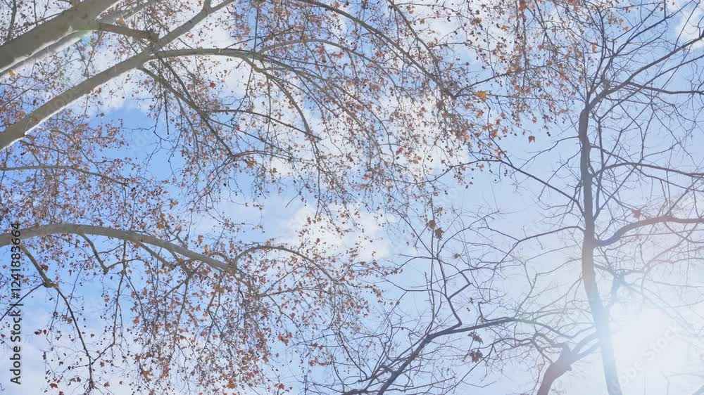 Low angle view on bare trees with dry leaves blowing in the wind during winter. Cold day and windy weather conditions in European street as trees move from side to side. Lens flare on sunny day Low angle view on bare trees with dry leaves blowing in the wind during winter. Cold day and windy weather conditions in European street as trees move from side to side. Lens flare on sunny day