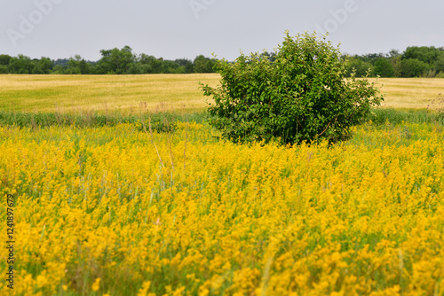 Glade with blooming yellow bedstraw and trees, Russia photo