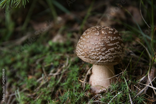 View of mushroom in forest,...