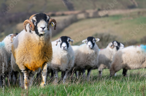 Quadro su tela Swaledale ram with sheep