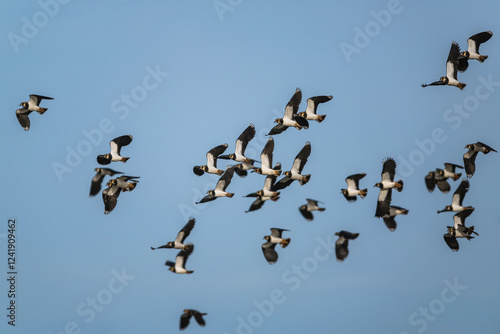 Photos Northern Lapwing, Vanellus vanellus, flock of birds in flight over winter marshe