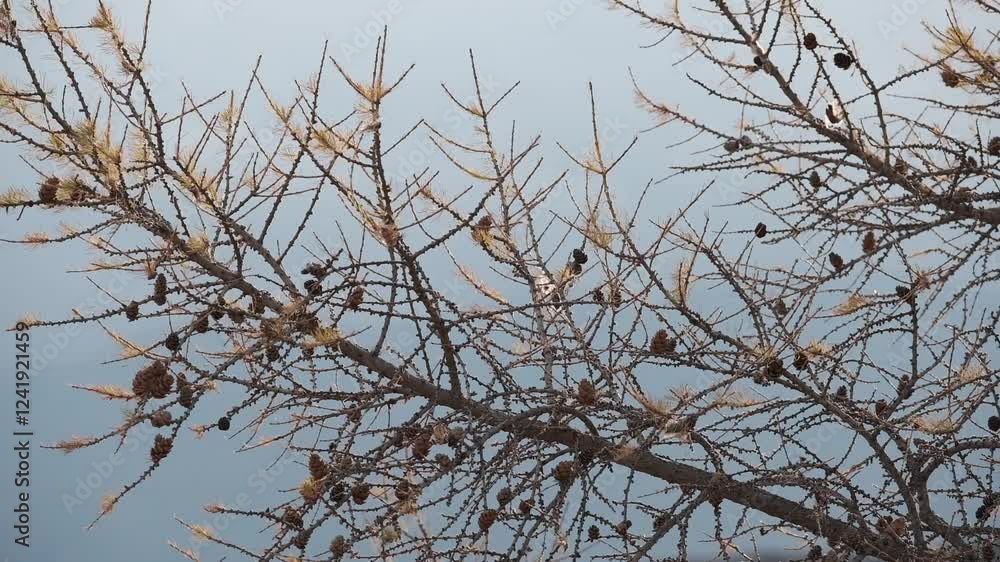 Larch branches with dry leaves and cones sway in a strong wind against the backdrop of mountains Larch branches with dry leaves and cones sway in a strong wind against the backdrop of mountains