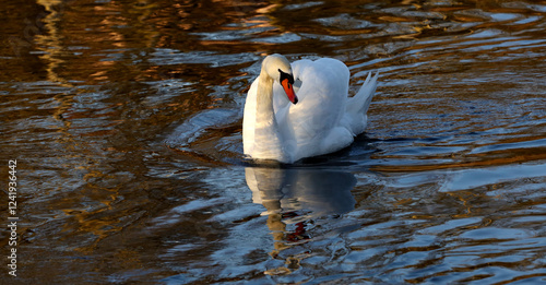 Φωτογραφία white swan on the water