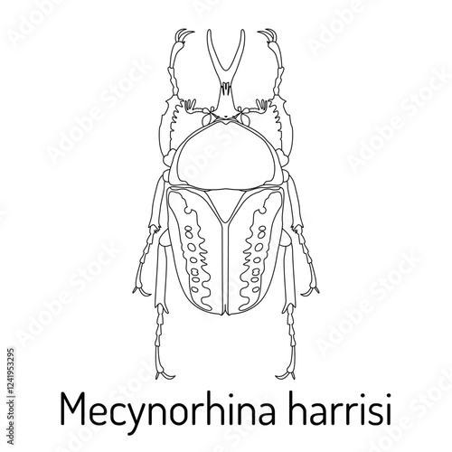 Line art illustration of Mecynorhina harrisi beetle. Minimalistic black-and-white drawing perfect for scientific, educational, or decorative purposes. Ideal for prints, logos, or vector designs.