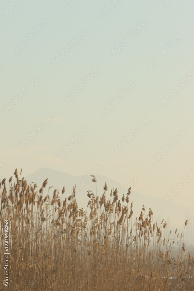 Obraz premium reeds in the morning