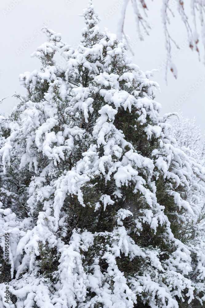 Snow-covered tree branch at sunset. Snowy forest. Snow-covered tree branch at sunset. Snowy forest.