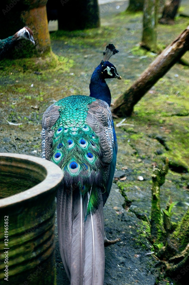 Obraz premium Back side view of peacock bird with multicolored feathers