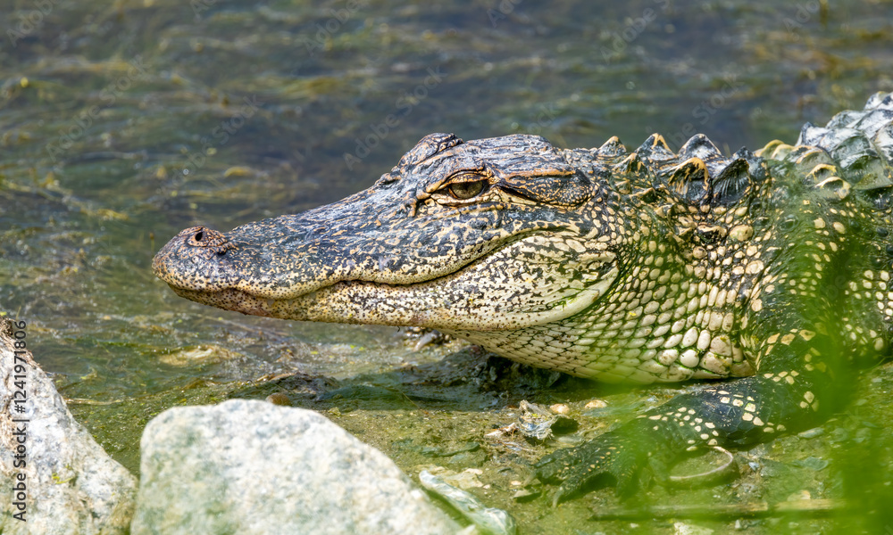 alligator dangerous in pond resting alligator dangerous in pond resting