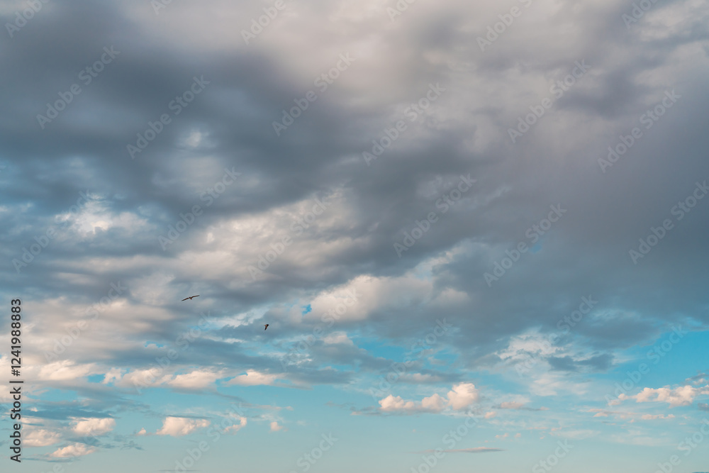 Obraz premium Seagulls glide amidst a backdrop of fluffy clouds and blue sky.