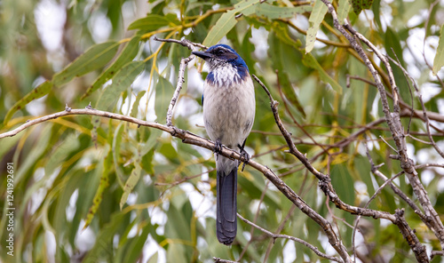 California scrub jay on tree branch