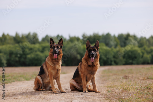 Photography Two beautiful obedient german shepherd dogs sitting in a field, forest in the ba