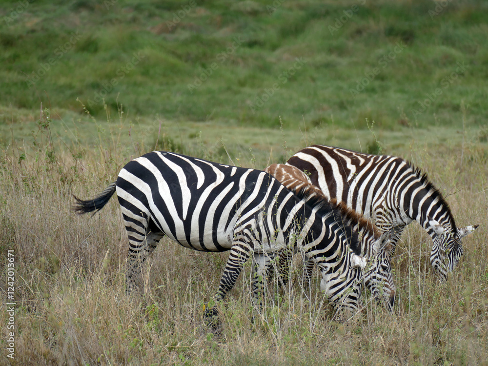 Three zebras grazing on dry grass in the savannah Three zebras grazing on dry grass in the savannah