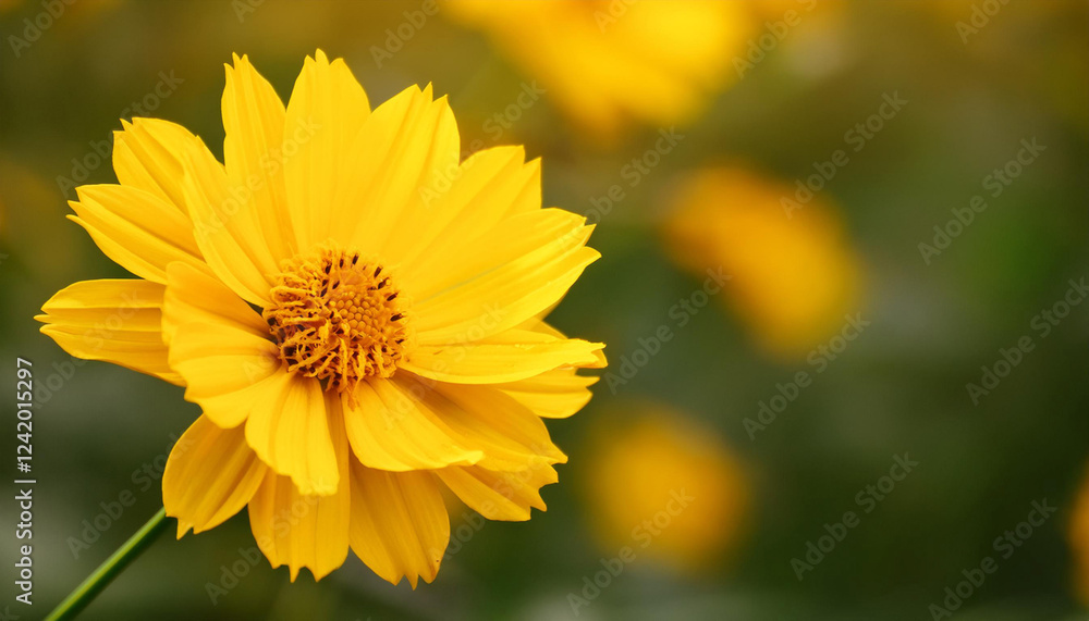 Close Up of a Yellow Flower in a Field and Copy Space Close Up of a Yellow Flower in a Field and Copy Space