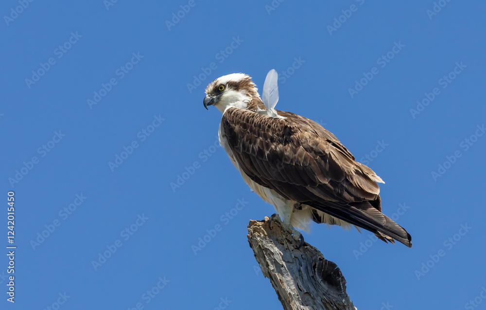 osprey on nest in blue sky