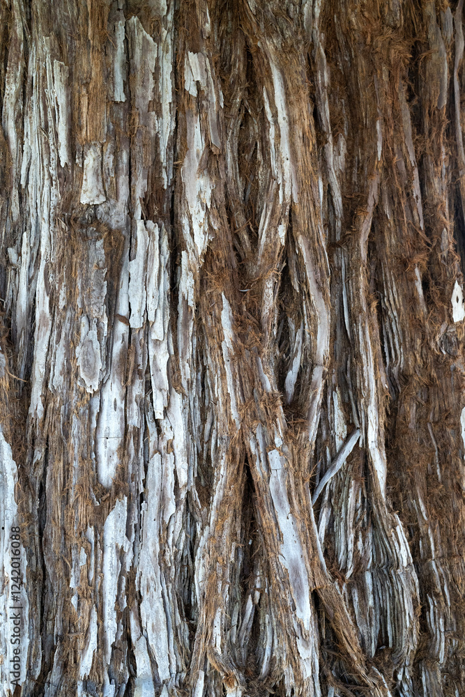 Obraz premium Close Up Tree Bark Abstract Design