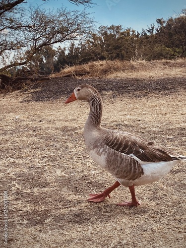 goose on the bank of lake