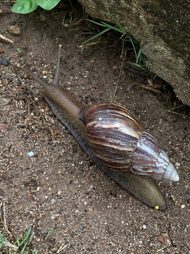 snail on the ground