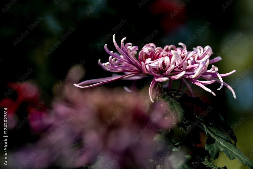 Vibrant purple chrysanthemum blooms in a garden during late afternoon sunlight in autumn Vibrant purple chrysanthemum blooms in a garden during late afternoon sunlight in autumn