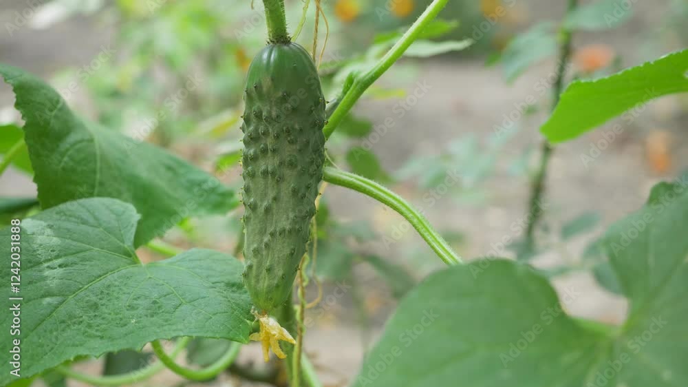 Cucumber hanging from a vine surrounded by green foliage promises fresh flavors in salads or pickles. Its natural growth embodies rich harvests and connection to nurturing home gardens Cucumber hanging from a vine surrounded by green foliage promises fresh flavors in salads or pickles. Its natural growth embodies rich harvests and connection to nurturing home gardens