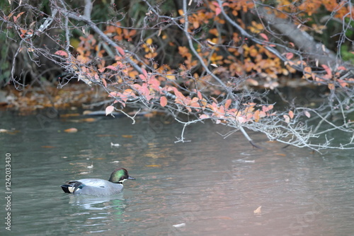 The falcated duck or falcated teal (Mareca falcata) is a gadwall-sized dabbling duck from the east Palearctic. This photo was taken in Japan. photo