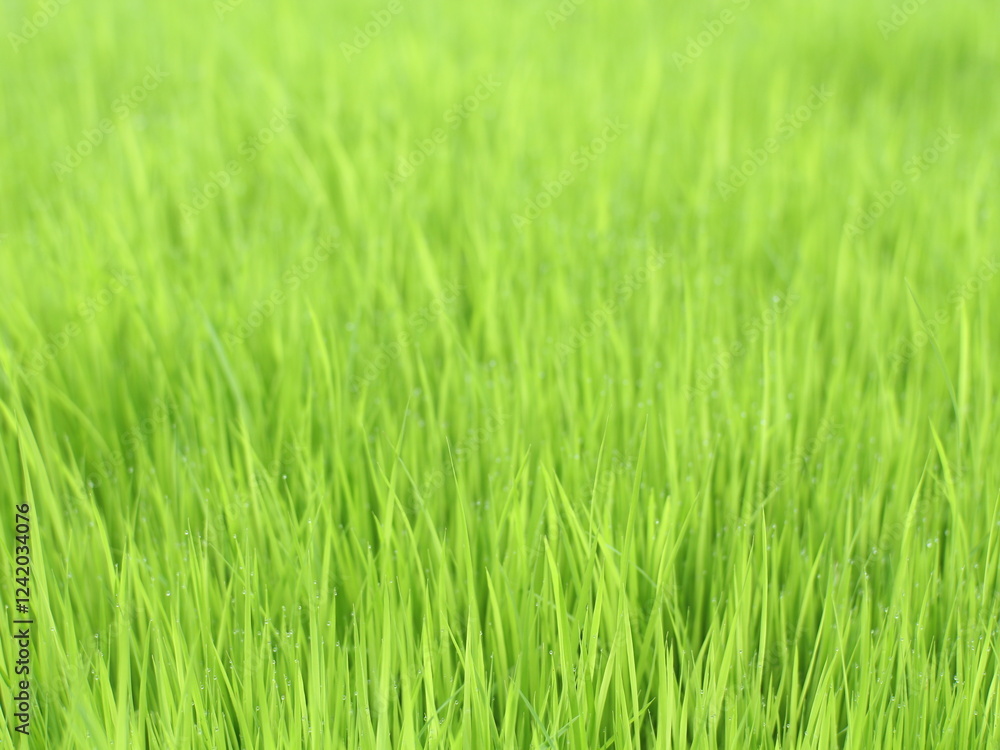 Rice plant background, selective focus texture of young fresh green rice seedlings leaving empty white space on top Rice plant background, selective focus texture of young fresh green rice seedlings leaving empty white space on top