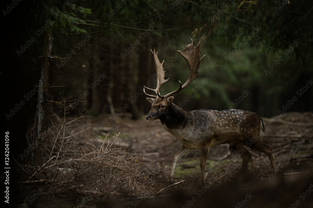 Naklejka premium Male of fallow deer is walking through the forest. Deer during the rutting season. European wildlife.