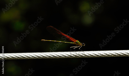 dragonfly 