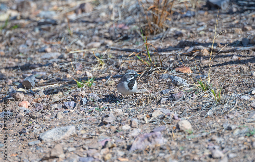 A Black Throated Sparrow Searching For Food