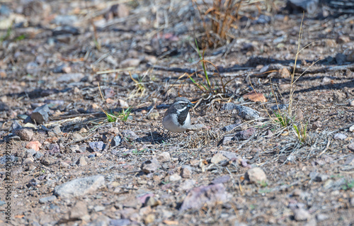 Obraz na płótnie A Black Throated Sparrow Searching For Food w salonie