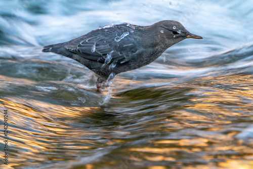 USA, Utah, Grand Staircase Escalante National Monument. American dipper bird in Calf Creek.