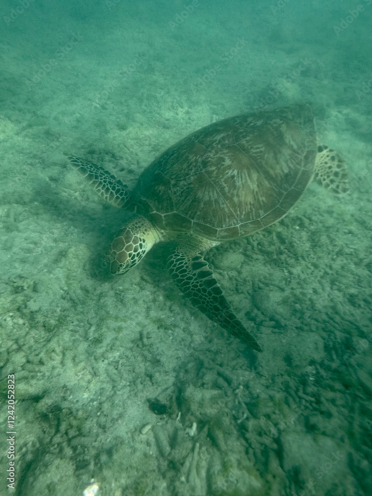 Fototapeta premium Turtle Indonesia