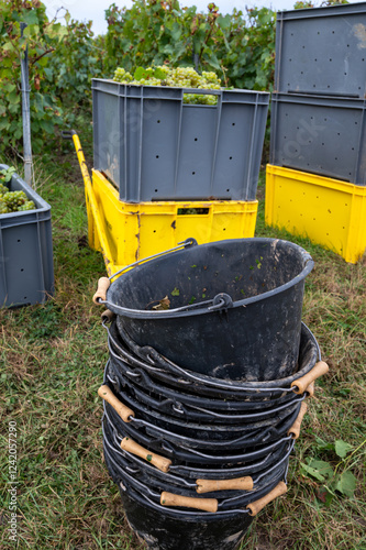 Harvest on grand cru vineyards near Ambonnay and Bouzy, region Champagne, France. Cultivation of white chardonnay wine grape, plastic boxes with cutted grape clusters photo