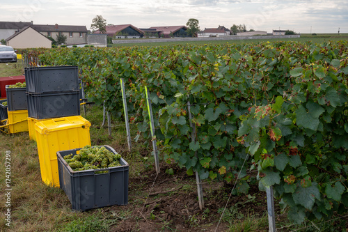 Harvest on grand cru vineyards near Ambonnay and Bouzy, region Champagne, France. Cultivation of white chardonnay wine grape, plastic boxes with cutted grape clusters photo