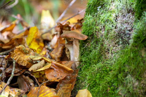 Divercity of wild mushrooms of Mullerthal, Luxembourg's Little Switzerland, hiking routes, rock formations, moss-covered forests, tourist destination in Europe photo