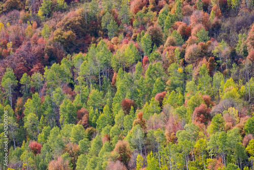 USA, Utah, Logan Canyon along Highway 89 with Aspens and canyon maple in fall colors photo